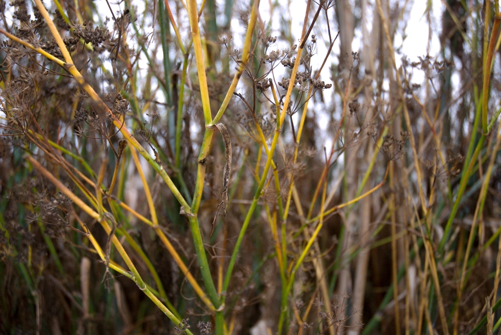 Bay Area Shoreline, California photograph. 