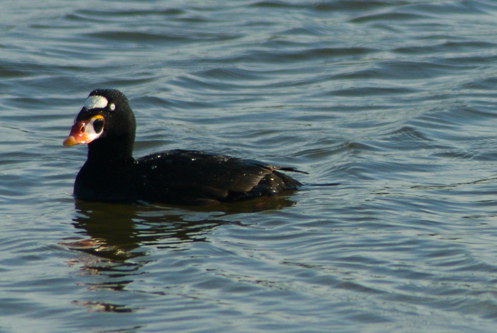 Bay Area Shoreline, California photograph. 