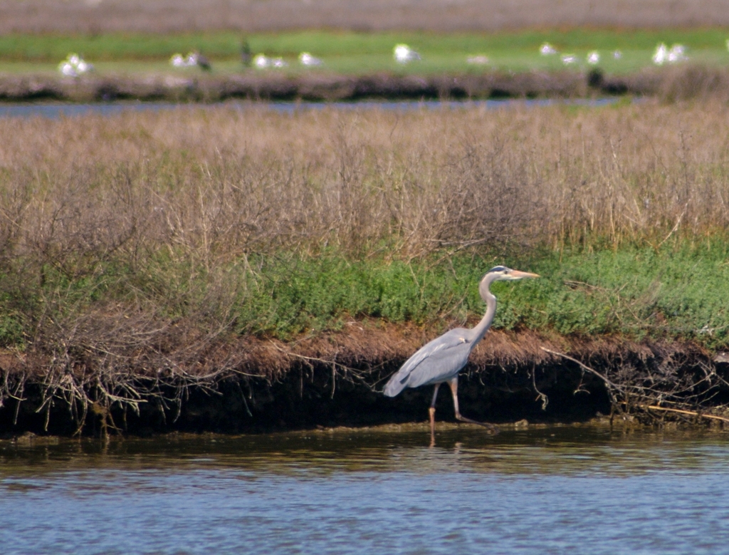 Bay Area Shoreline, California photograph. 