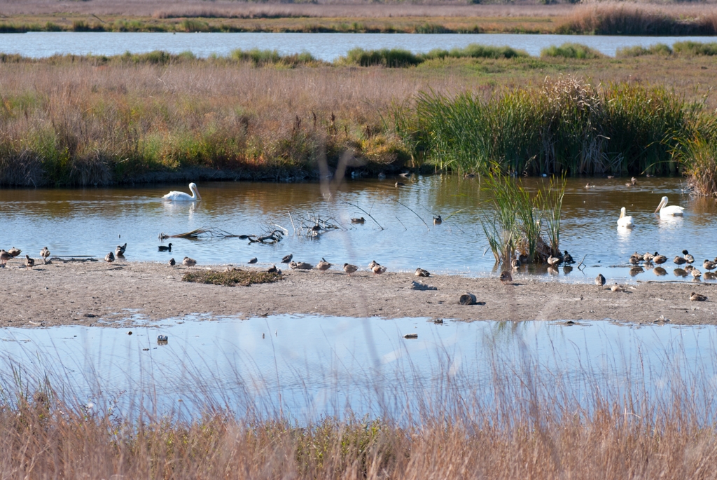 Bay Area Shoreline, California photograph. 