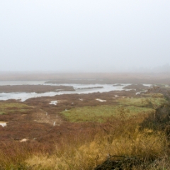 Foggy view at the shoreline