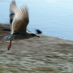 Shoreline birds: seagull in flight