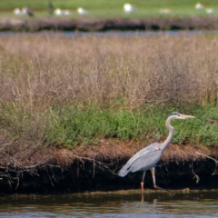 Shoreline birds: great blue heron