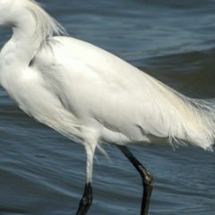 Bay Area Shoreline, California