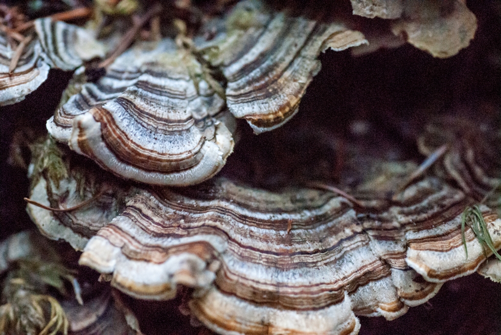Big Basin State Park, California photograph. 