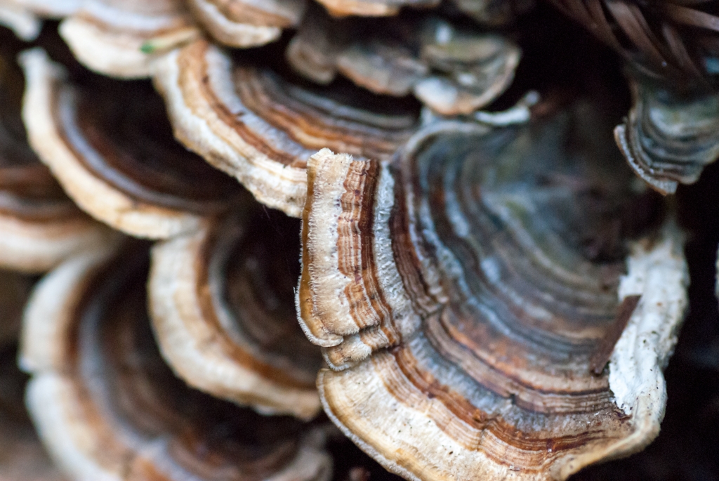Big Basin State Park, California photograph. 