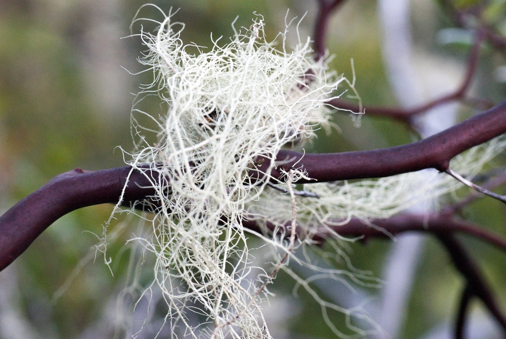 Big Basin State Park, California photograph. 