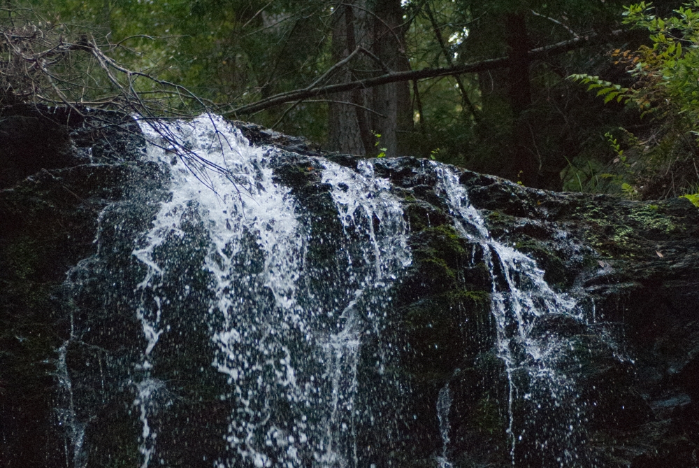 Big Basin State Park, California photograph. 