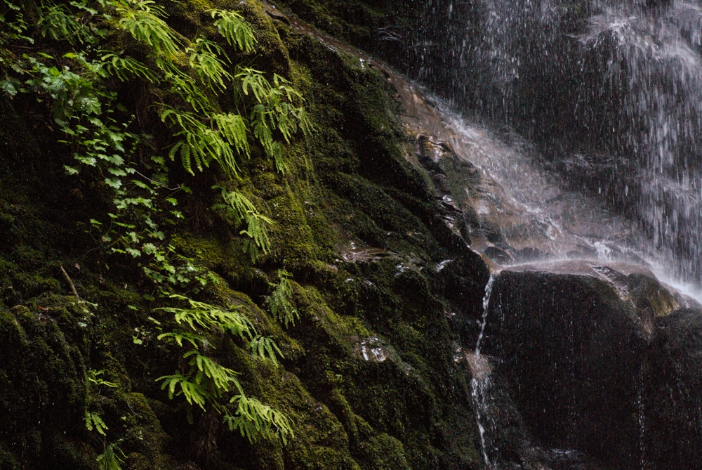 Big Basin State Park, California photograph. 