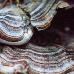 Mushrooms on a log