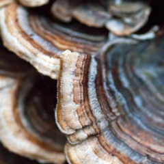 Mushrooms on a log