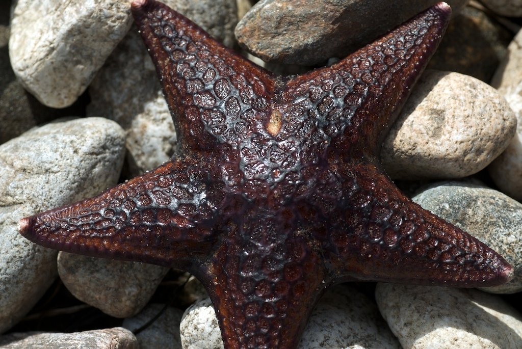Big Sur, California photograph. 