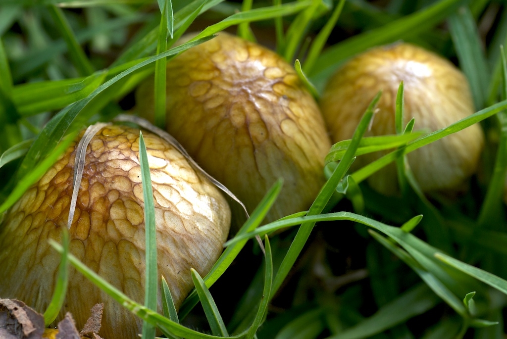 Big Sur, California photograph. 