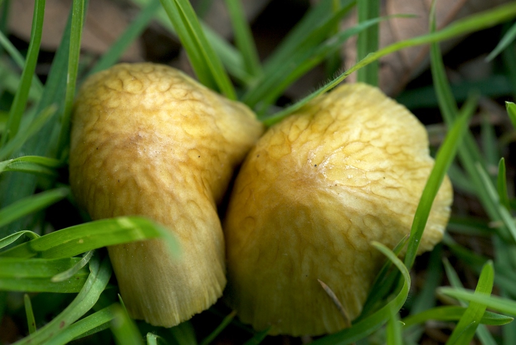 Big Sur, California photograph. 