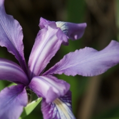 Purple trillium