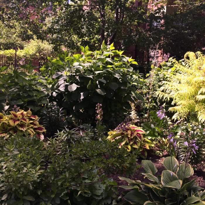 Boston, Massachusetts photograph. Boston in the summertime is very lush.