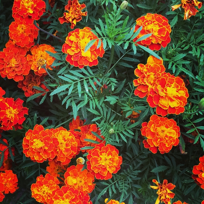 Boston, Massachusetts photograph. My commute to work used to pass by many urban gardens