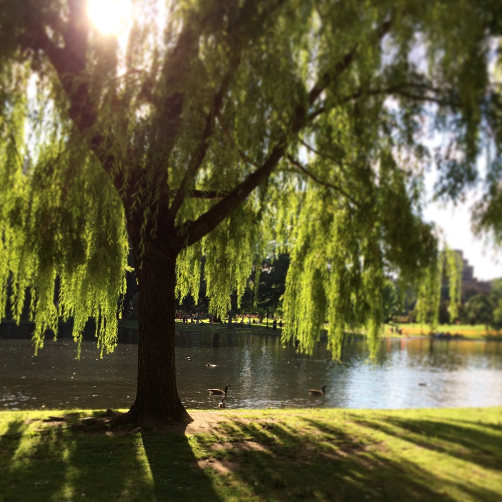 Boston, Massachusetts photograph. The duck pond. Or is it the swan pond? 
