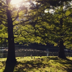 Trees and ducks in the Boston Commons