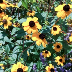 Button flowers along my commute