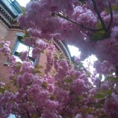 Pink tree blossoms in the spring