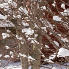 Snowy tree