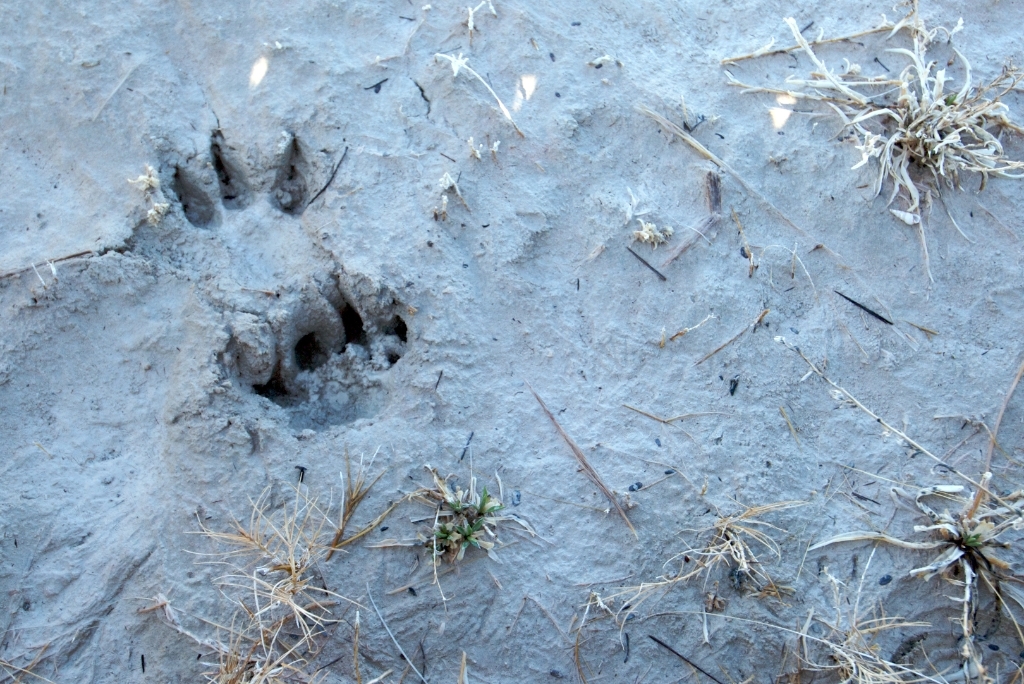Death Valley, California photograph. Ash Meadows is a park to the east of Death Valley. I am not sure what kind of animal track this is but it was very spooky considering I was hiking by myself.