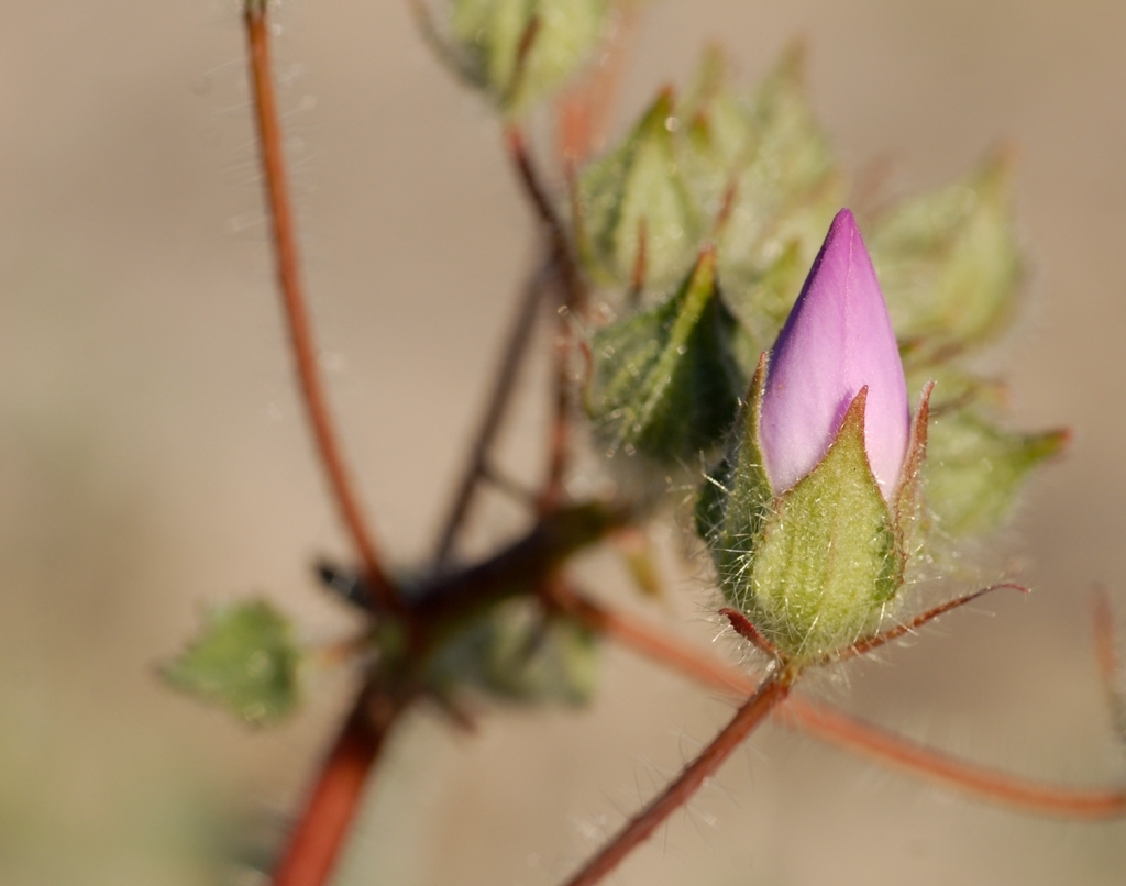 Death Valley, California photograph. 