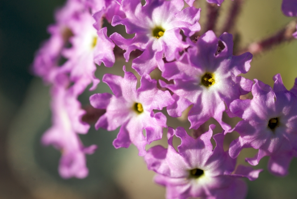 Death Valley, California photograph. Macro shot