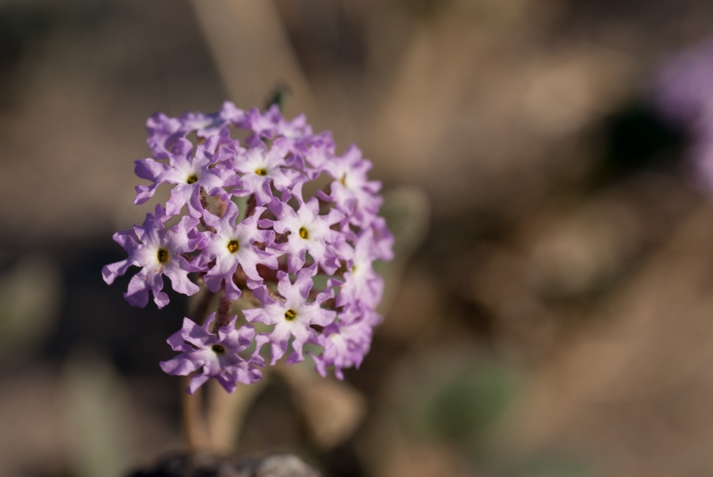 Death Valley, California photograph. 
