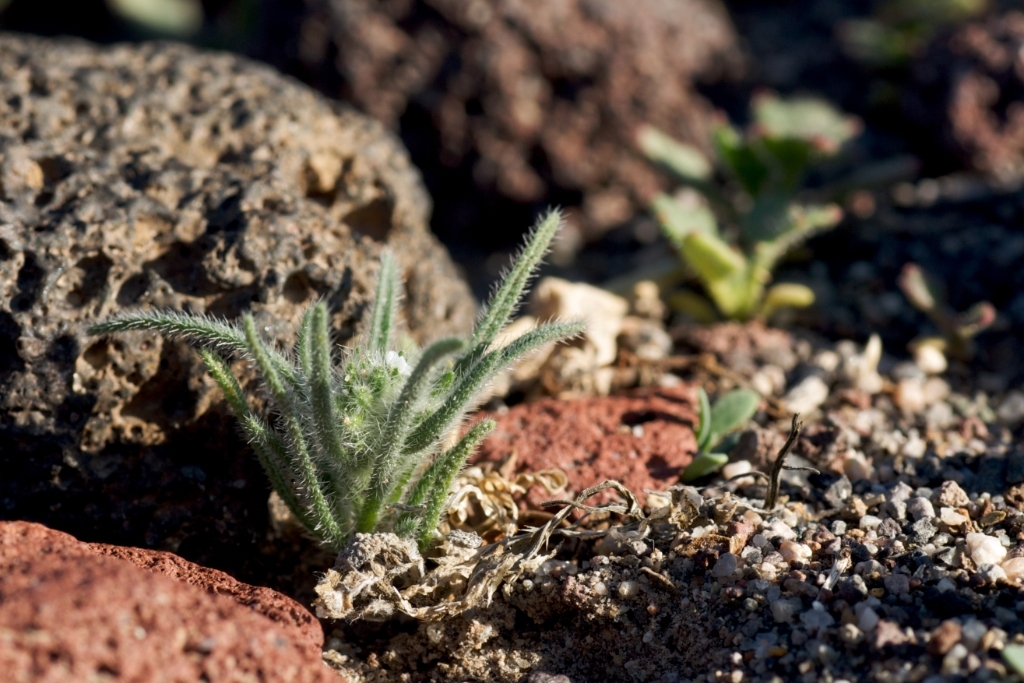 Death Valley, California photograph. 