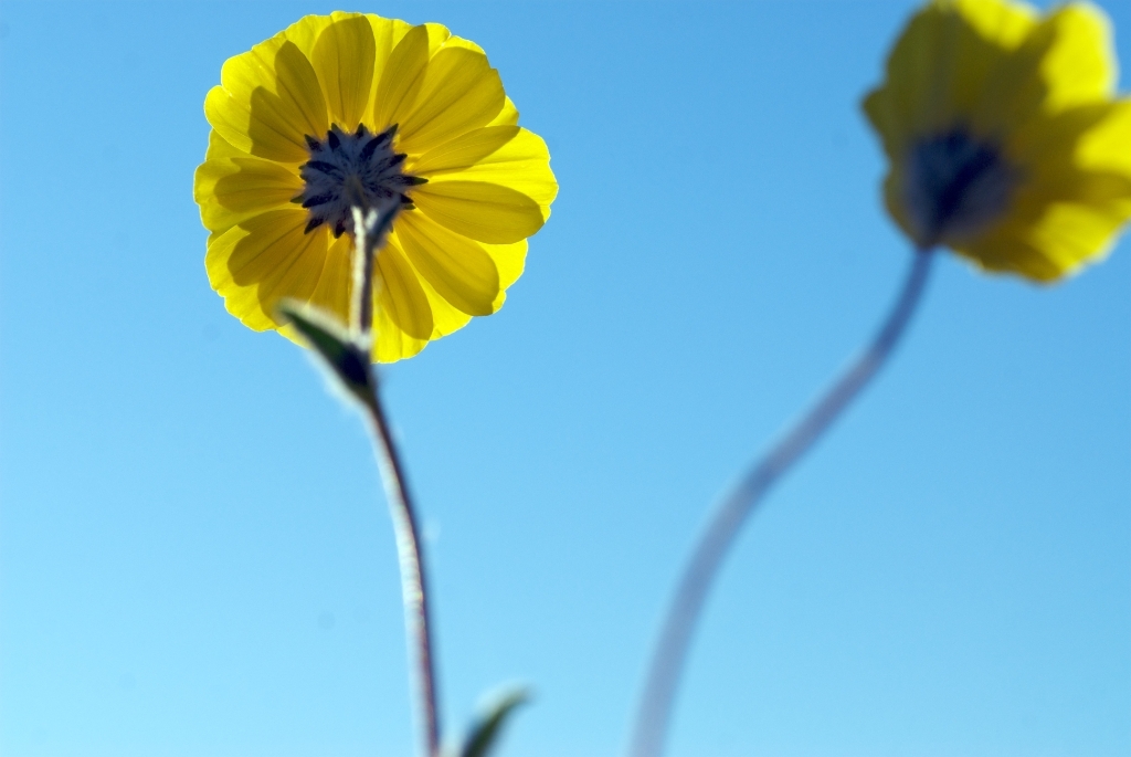 Death Valley, California photograph. 
