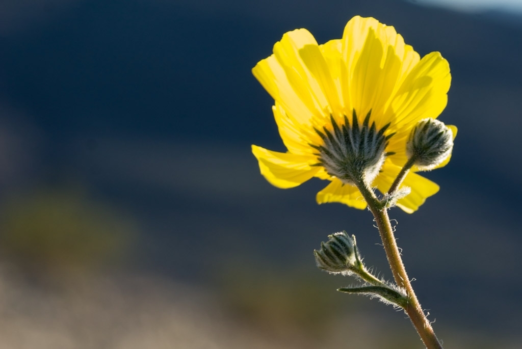 Death Valley, California photograph. Closeup of the details on this little yellow flower. You can see the fuzz on its stem!