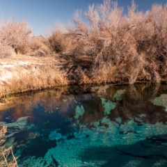 Ash Meadows blue pool