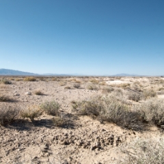 Ash Meadows dusty landscape