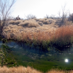 Ash Meadows stream