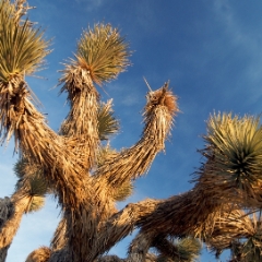 Joshua Tree on Panamint Range