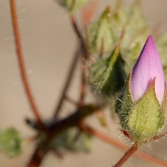 Widflowers near Ashford Junction