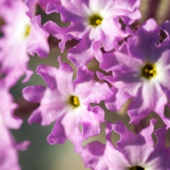 Purple wildflowers near Ashford Junction