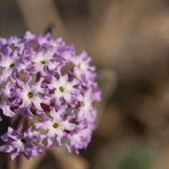 Purple wildflowers near Ashford Junction