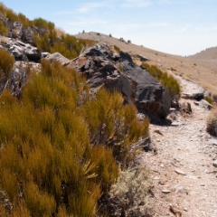 Telescope Peak