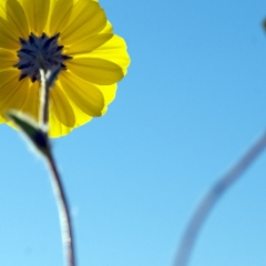 Yellow Wildflowers near Ashford Junction