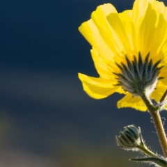 Macro of yellow wildflower near Ashford Junction