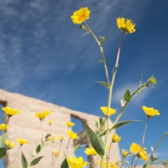 Wildflowers and ruins of buildings near Ashford Junction