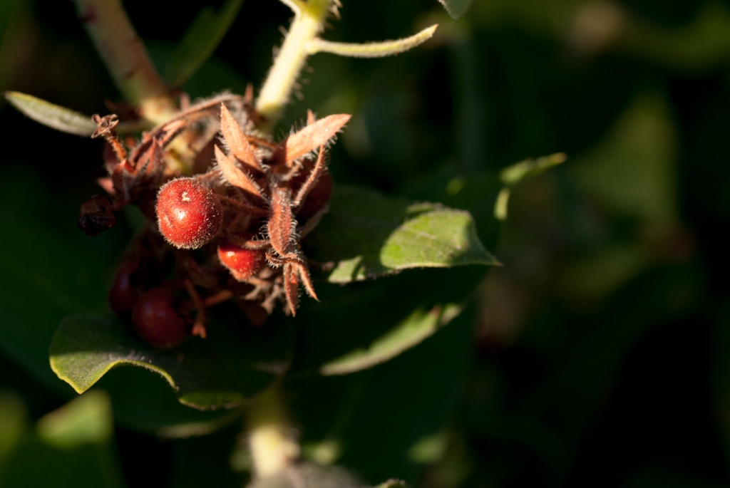 El Corte De Madera, California photograph. Berries in a Manzanita tree.