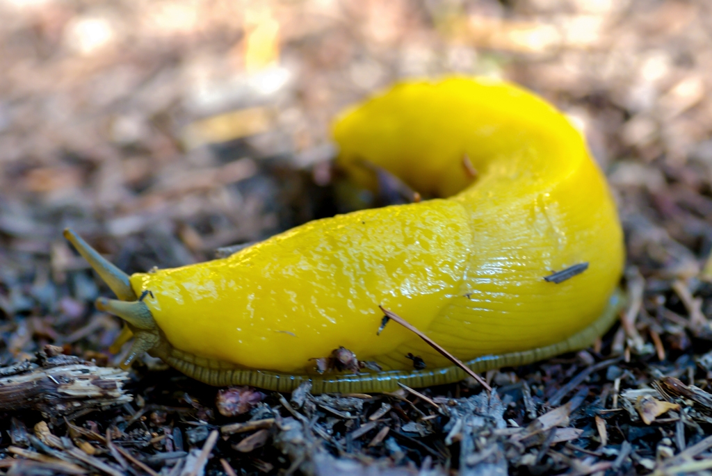 El Corte De Madera, California photograph. There were lots of these (big) little fellows on the trail.