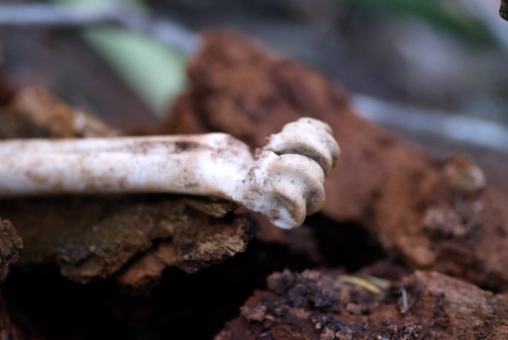 El Corte De Madera, California photograph. Some bone we found! What animal could have left this?