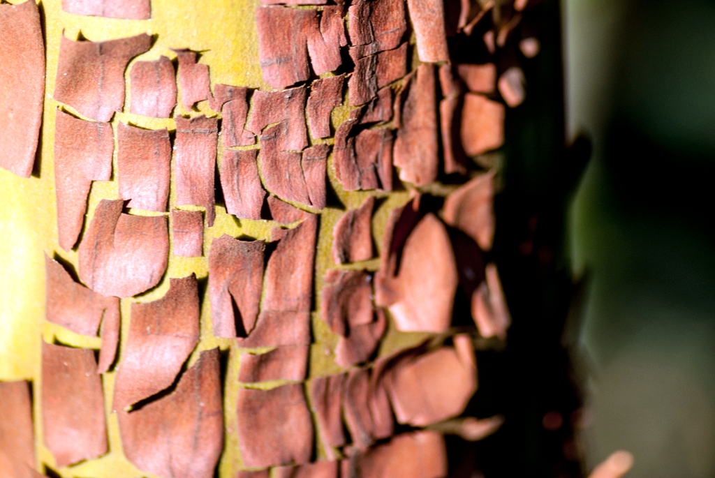 El Corte De Madera, California photograph. 