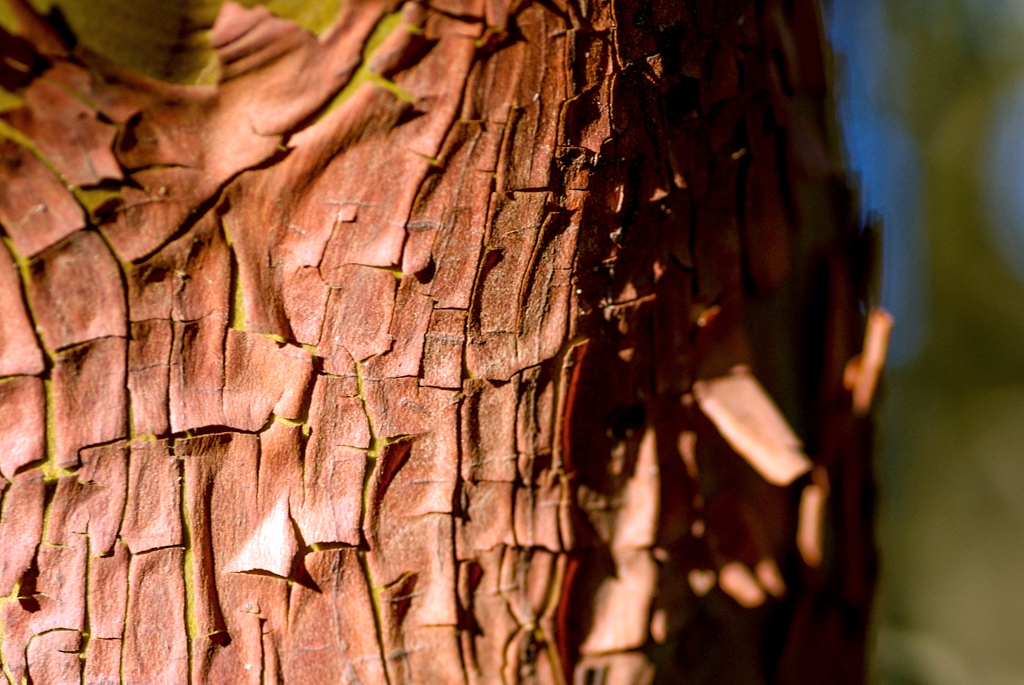 El Corte De Madera, California photograph. 