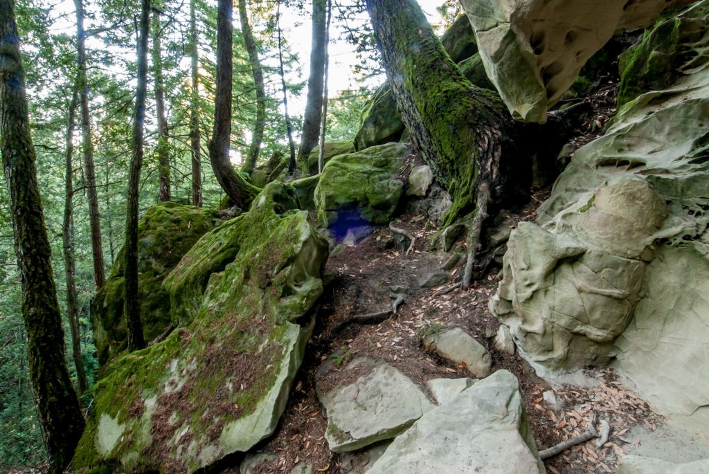 El Corte De Madera, California photograph. 